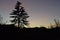 Pine and houses in contrast to the orange and blue shaded sky