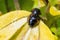 Pine Ladybirds - Exochomus 4-pustulatus, mating.