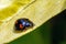 Pine Ladybirds - Exochomus quadripustulatus