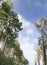 Pine landscape with the sky as the background