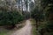 The pine larch wood in the the Fiorentini Forest