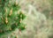 Pine leaf and blured background