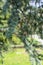 Pine leaf of cedrus atlantica tree from atlas mountain