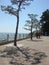 Pine line blue sky and sea at Haeundae Beach