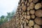 Pine logs in the forest, Firewood as renewable energy source