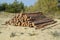 Pine logs lie on sand