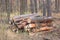 Pine logs for making wood in forest