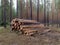 Pine logs are stacked in a pine forest in summer. Logging. Forest felling. Mobile photo
