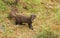 A Pine Marten Martes martes hunting for food in the highlands of Scotland.