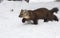 Pine marten walking in deep white snow, profile view, in winter