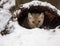 Pine martin hiding in hollow log in snow during winter time