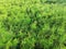 Pine Needles Grass Moss Texture In Summer Garden