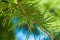 Pine needles star burst on branch and blue sky