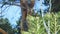 Pine needles in summer. Closeup. Pine tree branch in sunlight. Evergreen tree