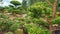 Pine niwaki. Niwaki trees in the landscape design of a Japanese garden. Bonsai of large conifers. Coniferous and deciduous tree