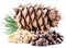 Pine nut cone and pine nuts on the white background. Organic foo