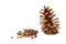 Pine nuts and a pine cone