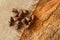 Pine nuts in a shuck closeup on a napkin on a wooden background.