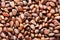 Pine nuts - small seeds of Siberian cedar pine