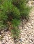 Pine Ornamental Pinus mugo mughus