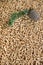 Pine pellets - wooden biomass
