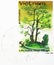 Pine (Pinus khasya), Vietnamese Bonsai serie, circa 1986