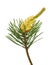 Pine (Pinus sylvestris) branch