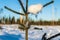 Pine plant with little snow and melting ice in the sun and in the background forrest and a blue sky