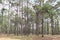 Pine plantations forest park