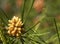 Pine Pollen Cone