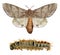 Pine processionary moth