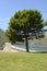 Pine in reservoir