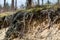 Pine roots visible on the slope. Trees growing on a slope in a w