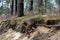 Pine roots visible on the slope. Trees growing on a slope in a w