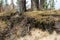 Pine roots visible on the slope. Trees growing on a slope in a w