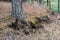 Pine roots visible on the slope. Trees growing on a slope in a w