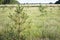 Pine saplings in field