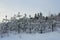 Pine saplings in snow on winter day