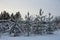 Pine saplings in snow on winter day