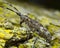 Pine sawer beetle, Monochamus galloprovincialis on pine bark