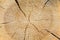 Pine sawn end texture