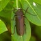 Pine sawyer beetle
