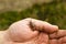 Pine sawyer beetle is sitting on the hand.