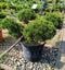 Pine seedlings grow in plastic containers. In the garden shopping center