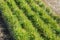 Pine seedlings in a tree nursery in the forest. Growing coniferous trees