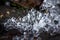 Pine-shaped ice growths at the stream in winter