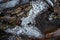 Pine-shaped ice growths at the stream in winter