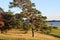 Pine on the shore of Lake Peipsi
