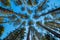 Pine silhouettes against the blue sky in the national park Repovesi, Finland