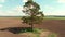 Pine single tree standing in the middle of plowed agriculture field.